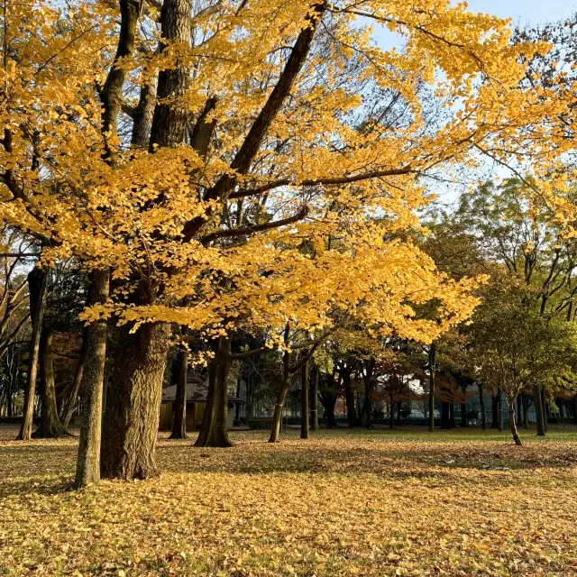 鮮やかに黄色く色づいたイチョウの巨木と、地面を埋め尽くす落ち葉が広がる秋の公園