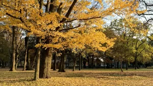 鮮やかに黄色く色づいたイチョウの巨木と、地面を埋め尽くす落ち葉が広がる秋の公園