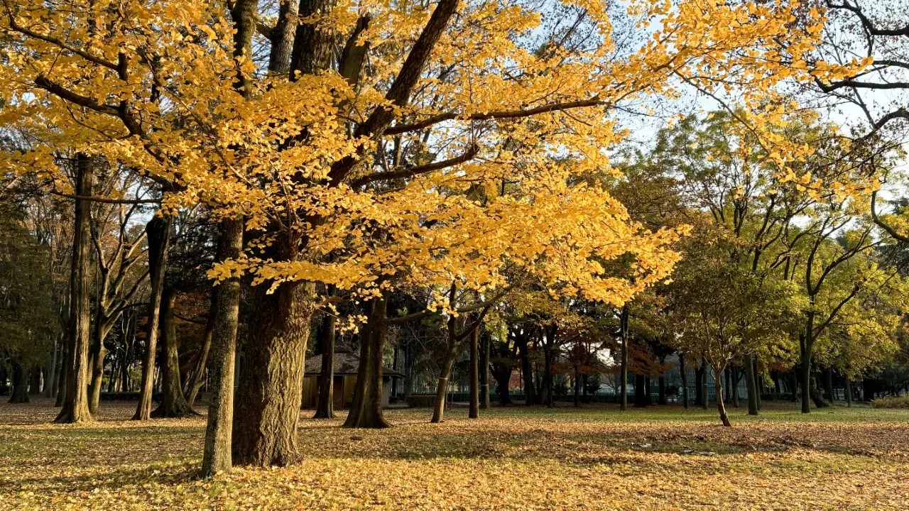鮮やかに黄色く色づいたイチョウの巨木と、地面を埋め尽くす落ち葉が広がる秋の公園